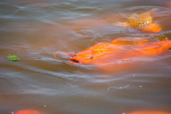 大きなオレンジの魚が水中で泳いでいる — ストック写真