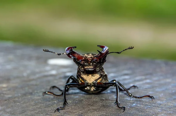 Tiro Close Foco Superficial Besouro Lucanus Cervus Chão Suas Costas — Fotografia de Stock