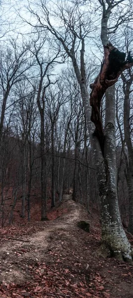 Een Leeg Bos Van Cciulata Roemenië Horror Concept — Stockfoto