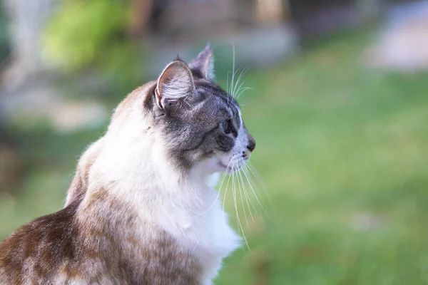 背景がぼやけている美しい青目の白と茶色の猫のクローズアップショット — ストック写真