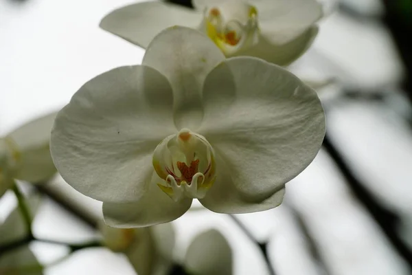 Közelkép Egy Fehér Orchideavirágról Homályos Háttérrel — Stock Fotó