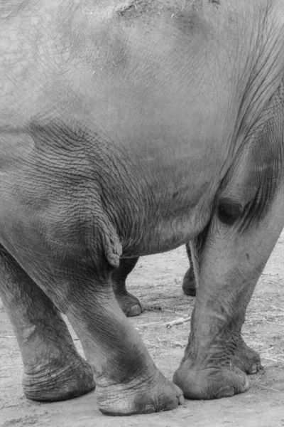Сірий Знімок Слона Стоїть Сухій Землі — стокове фото