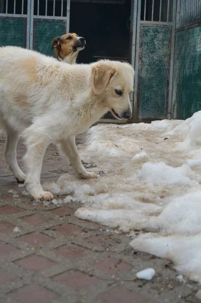 Belo Branco Retriever Jogando Uma Gaiola Abrigo Animais Inverno — Fotografia de Stock