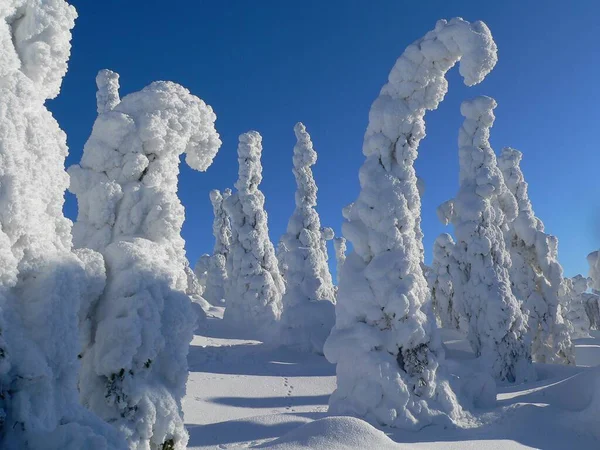 フィンランドのラップランドの青い空と太陽の下で雪に覆われたフィールドの木 — ストック写真
