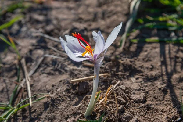 A selective focus shot of a Saffron Crocus flower blooming in a field