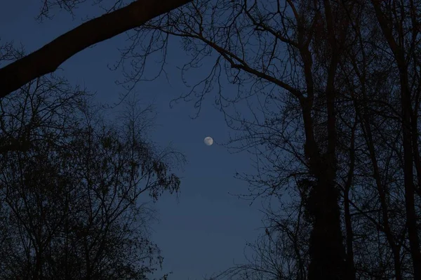 Belo Tiro Uma Floresta Fundo Céu Azul Com Lua — Fotografia de Stock