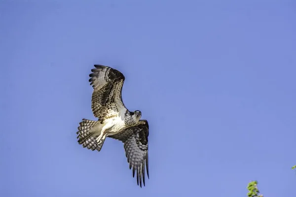 Una Hermosa Vista Osprey Volando Para Proteger Nido Peatón Caminando — Foto de Stock