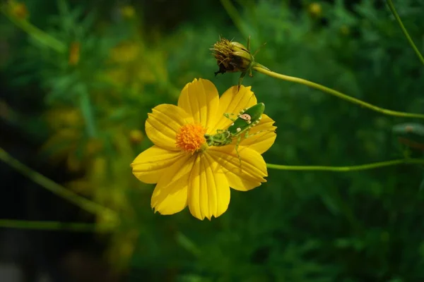 Eine Selektive Fokusaufnahme Eines Exotischen Insekts Auf Einer Gelben Blume — Stockfoto