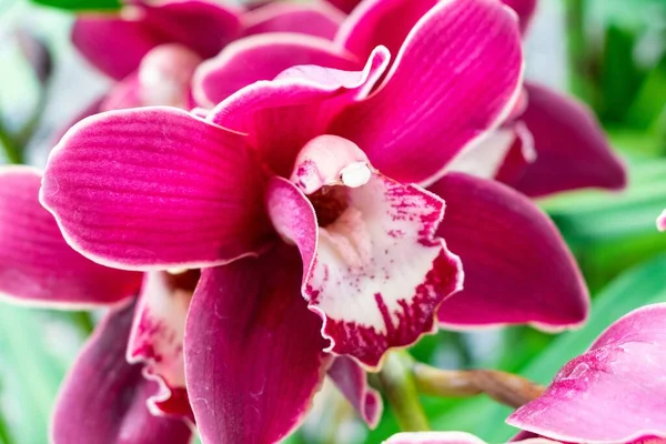 Plan Macro Une Fleur Orchidée Dans Jardin — Photo