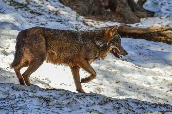 Een Iberische Wolf Besneeuwde Bossen Van Een Lacuniacha Piedrafita Wildlife — Stockfoto