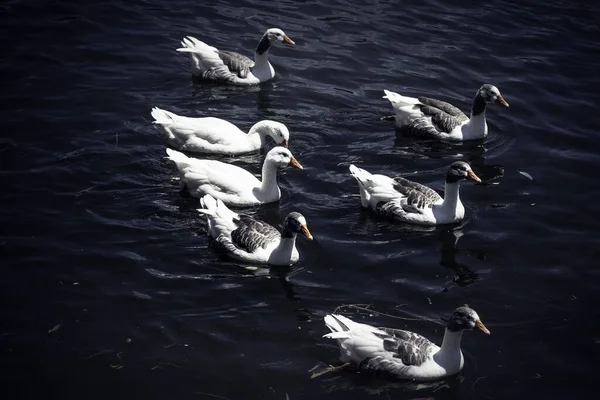 一些黑白相间的鸭子在湖中游泳 非常适合做背景 — 图库照片