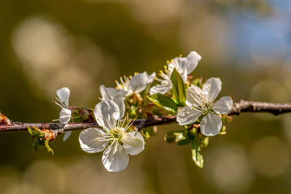 背景がぼやけている美しい白い桜のクローズアップ — ストック写真