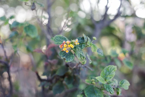 Enfoque Selectivo Una Pequeña Flor Amarilla Árbol Capturado Durante Día —  Fotos de Stock