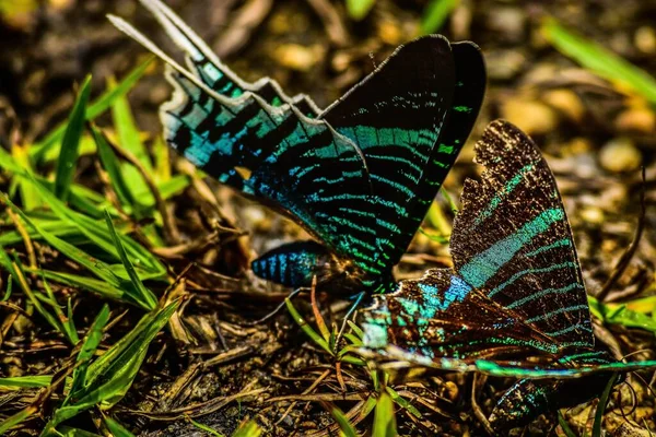 Les Papillons Aux Belles Ailes Dans Parc — Photo