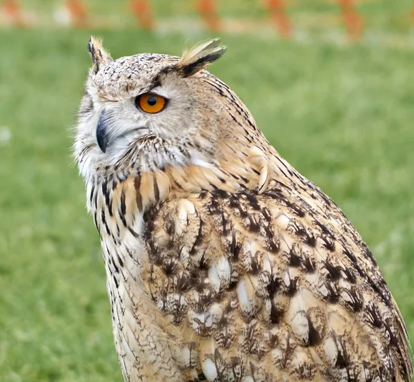 Une Prise Vue Sélective Hibou Dans Nature — Photo