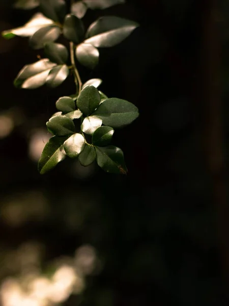 Las Pequeñas Hojas Verdes Las Ramas Árbol — Foto de Stock