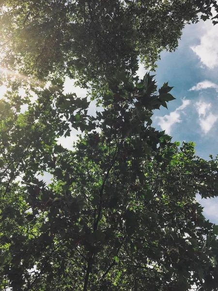 Vertical Low Angle Shot Green Trees Blue Sky White Clouds — Stock Photo, Image