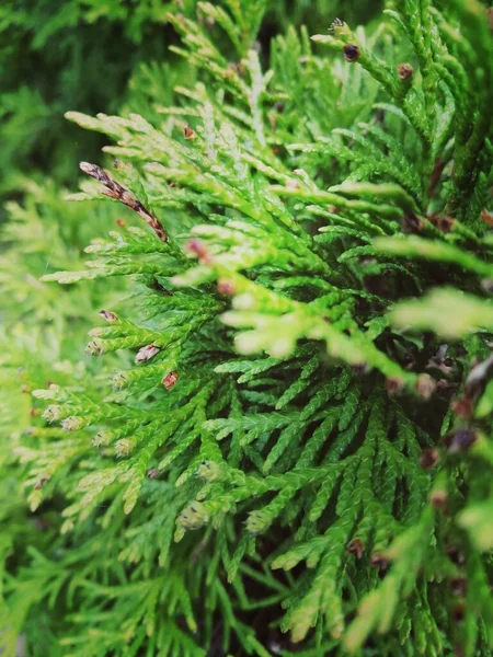 Een Verticale Selectieve Focus Shot Van Groene Thuja Takken — Stockfoto