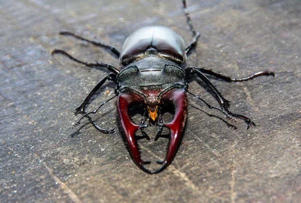 Ένα Κοντινό Πλάνο Ενός Σκαθαριού Του Lucanus Cervus Στο Πάτωμα — Φωτογραφία Αρχείου