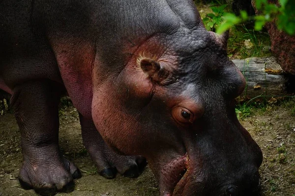 Gros Plan Jeune Hippopotame Sentant Terre Battue — Photo