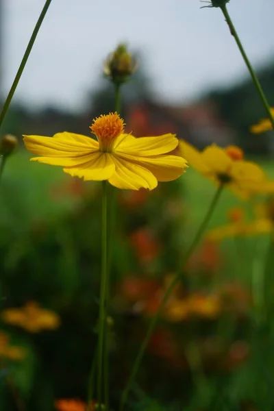 Vertical Selective Focus Shot Exotic Yellow Flower Captured Beautiful Garden — Stock Photo, Image