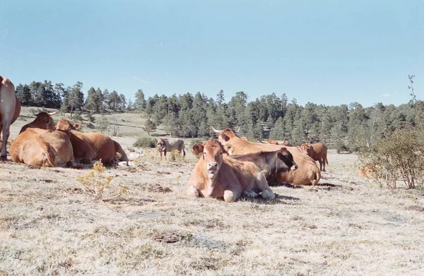 Las Vacas Que Yacen Hierba Seca Valle Soleado —  Fotos de Stock