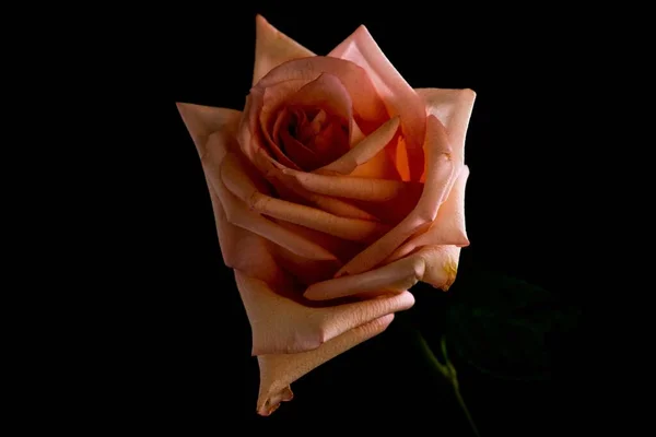 Eine Nahaufnahme Einer Rosa Rose Isoliert Auf Schwarzem Hintergrund — Stockfoto