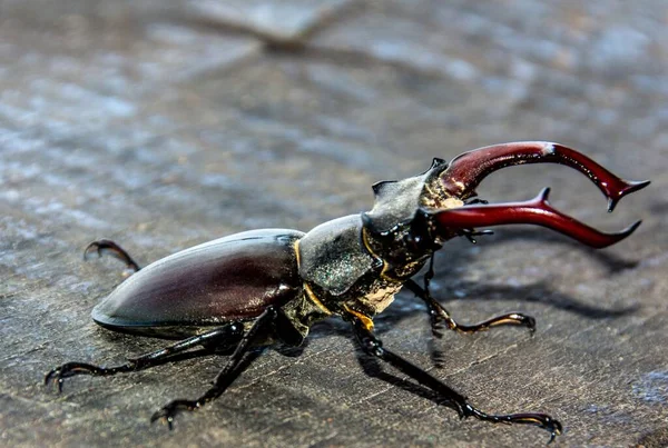 Primer Plano Del Perfil Lateral Escarabajo Lucanus Cervus Suelo — Foto de Stock