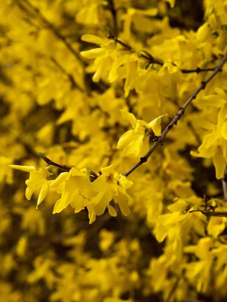 Vertikální Detailní Záběr Žlutého Květu Forsythia Květiny Jaře — Stock fotografie