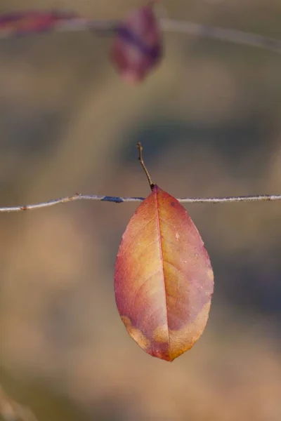 Een Close Shot Van Kleurrijke Herfstbladeren Een Tak Met Wazige — Stockfoto