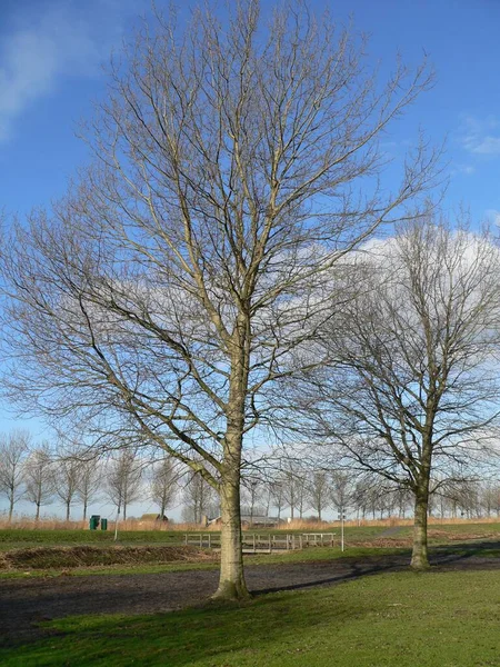 在荷兰 冬天阳光下田野里一片片光秃秃的树木 蓝蓝的天空 — 图库照片