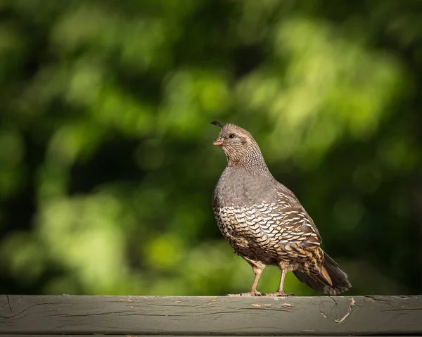 Quail Perched Top Fence — Stock Photo, Image