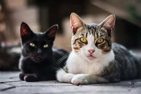 Plano Horizontal Dos Gatos Sentados Sobre Fondo Borroso — Foto de Stock