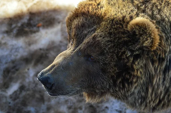Brown Bear Portrait Lacuniacha Piedrafita Wildlife Park Winter — Stock Photo, Image