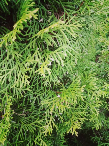 Вертикальный Селективный Снимок Зеленых Ветвей Туи — стоковое фото