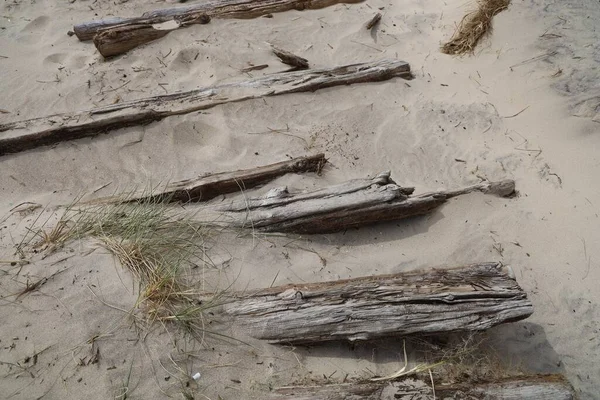 Gros Plan Bois Flotté Sur Sable — Photo