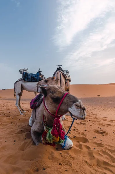 Kamelerna Sitter Den Varma Sanden Öknen Den Blå Himlen — Stockfoto