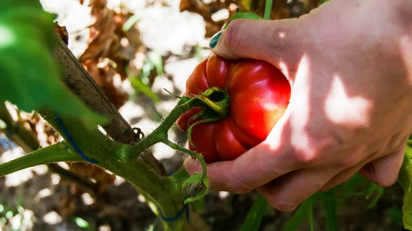 Primo Piano Una Donna Che Raccoglie Pomodoro Giorno — Foto Stock