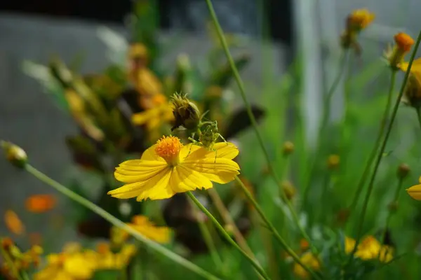 Selektywne Ujęcie Egzotycznego Owada Żółtym Kwiatku Uchwyconym Ogrodzie — Zdjęcie stockowe