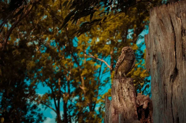 Selektivní Záběr Hnědé Sovy Sedící Kládě Parku Buenos Aires — Stock fotografie