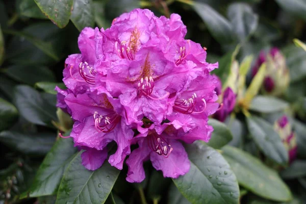 Plan Sélectif Une Fleur Rhododendron Violette Sous Lumière Soleil Avec — Photo