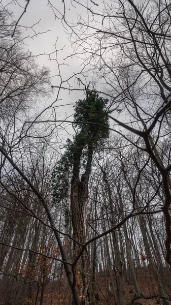 Prázdný Les Cciulata Rumunsku Horor Koncept — Stock fotografie