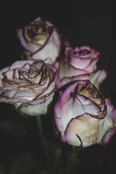 在深色背景上的四朵腐烂的粉红玫瑰的垂直照片 — 图库照片