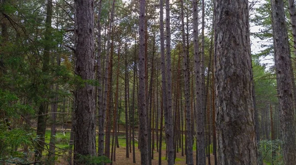 Горизонтальный Снимок Леса Тонкими Деревьями Растущими Близко Друг Другу — стоковое фото