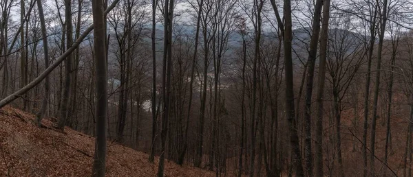 秋のルーマニアのシウラタの森のパノラマ写真 — ストック写真