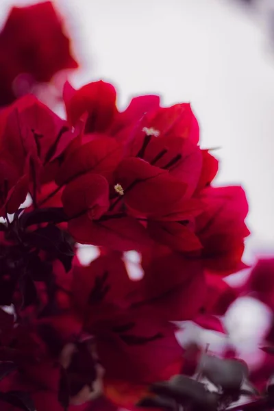 Zbliżenie Strzał Pięknych Bougainvillea Kwiaty — Zdjęcie stockowe