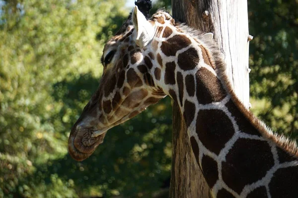 Tiro Seletivo Foco Uma Girafa Bonita Fundo Natureza — Fotografia de Stock