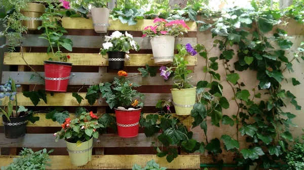 Several types of plants in multicolored buckets attached to the wooden pieces on the wall