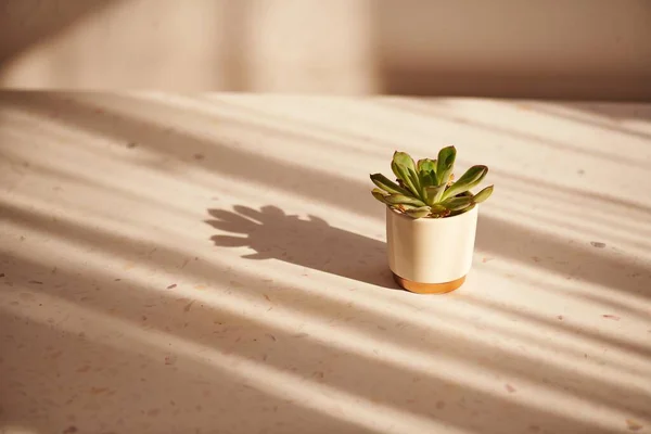 Une Plante Intérieur Verte Dans Pot Argile Sur Une Surface — Photo