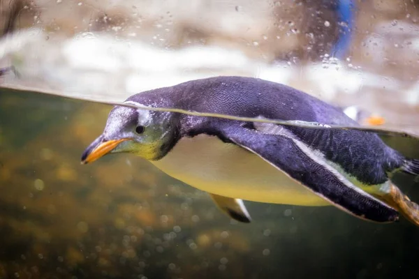 Eine Selektive Fokusaufnahme Eines Niedlichen Pinguins Der Unter Wasser Schwimmt — Stockfoto